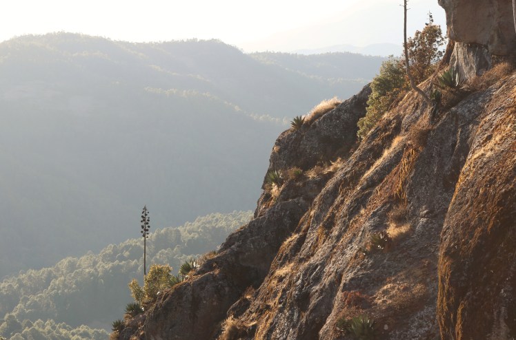 Blog6 Cool Tree_Fotor