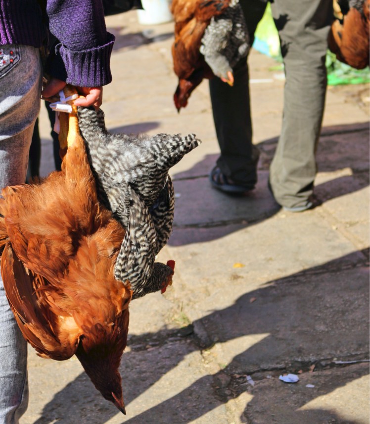 Blog7 Chickens @ Market_Fotor