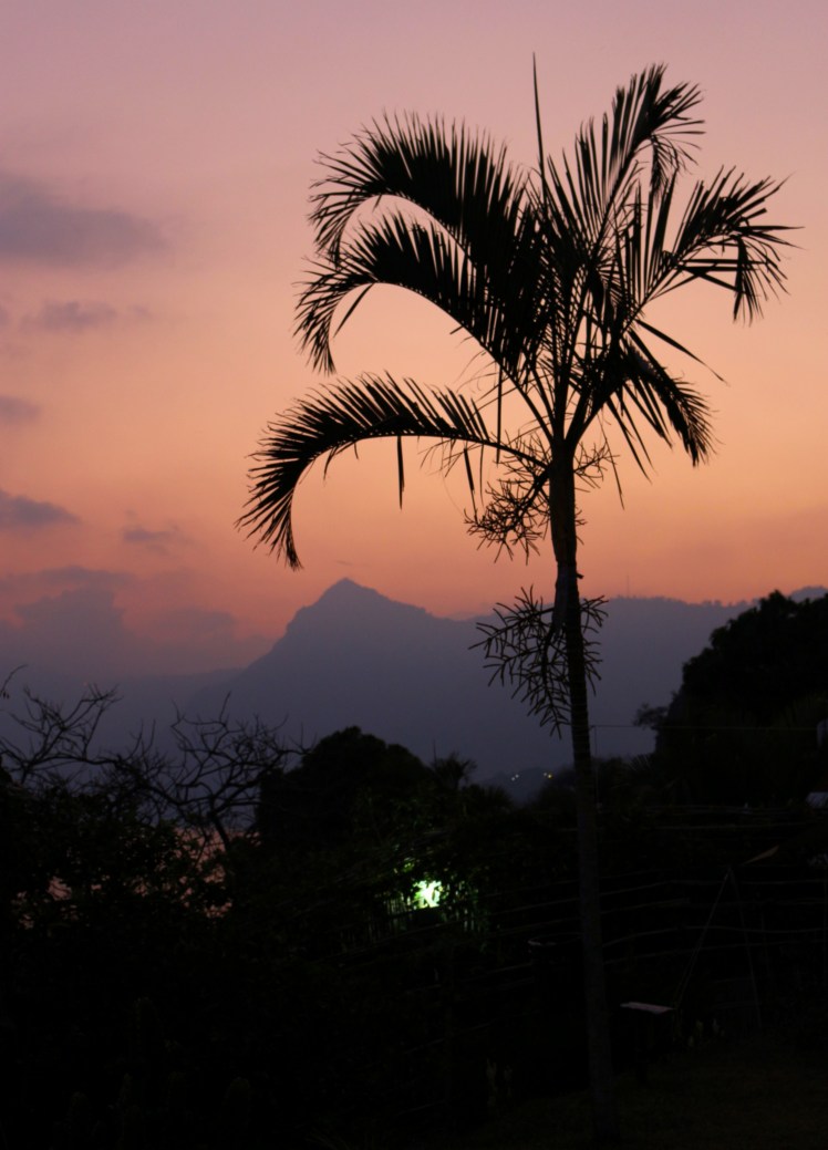 Blog8 Sunset Tree_Fotor