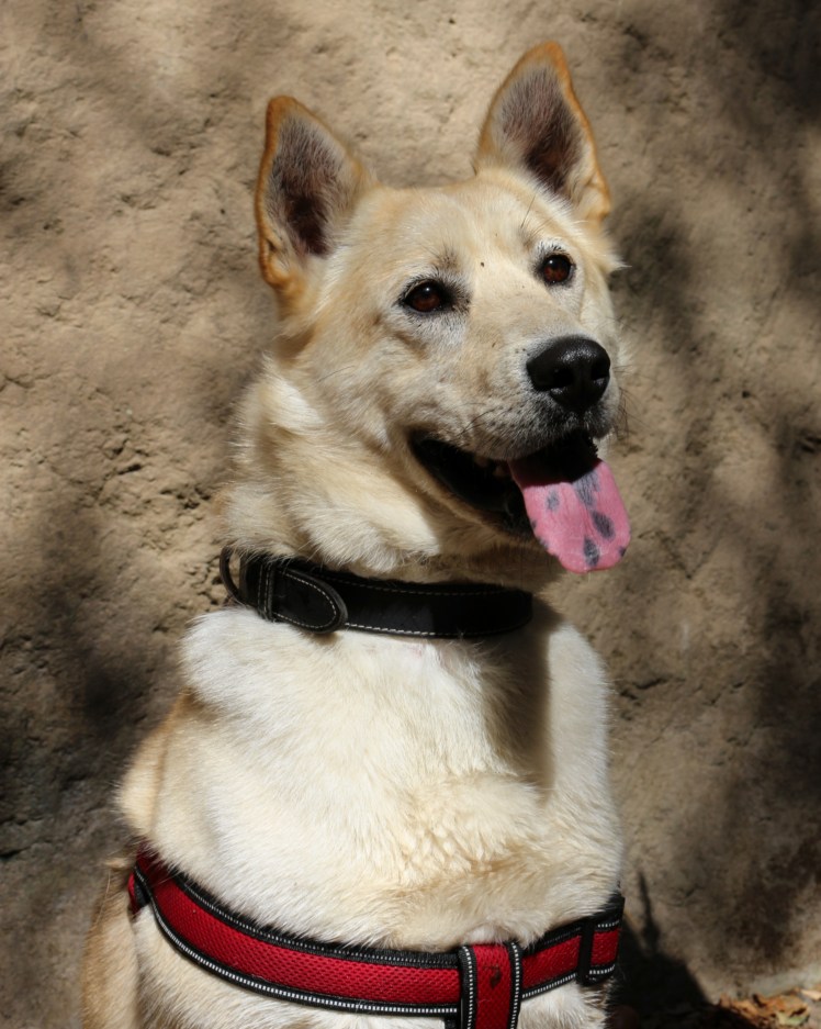 Blog8 Walter Camo_Fotor