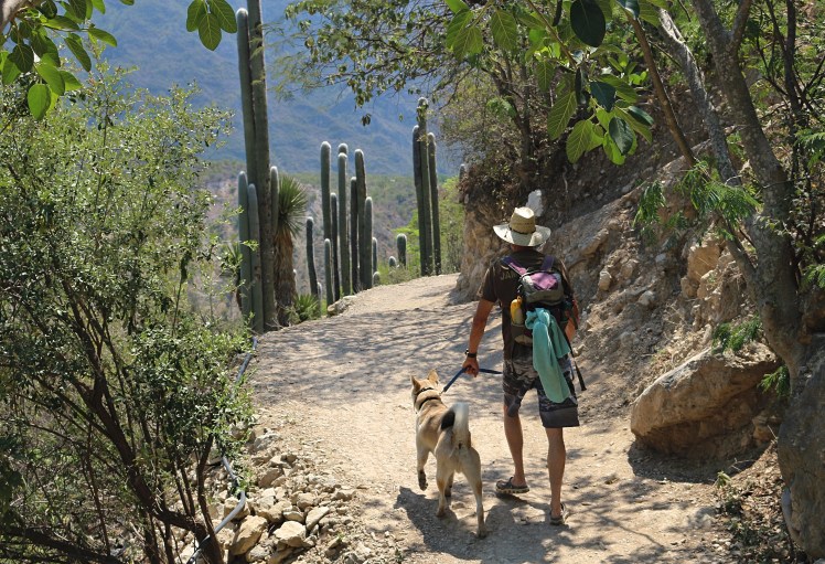M Walter & Cacti_Fotor