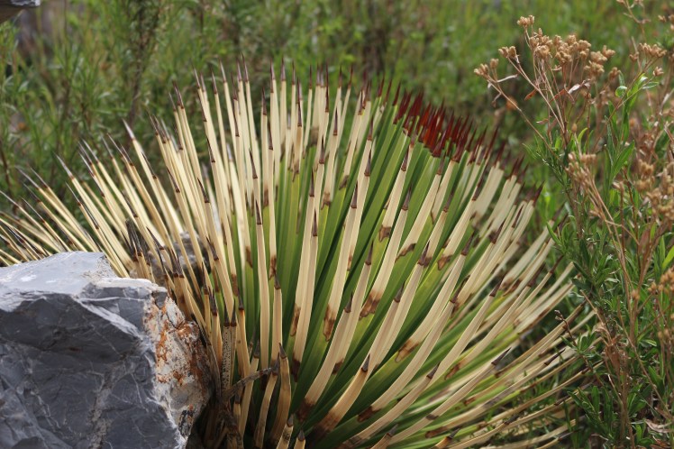 Wierd Cactus Thingy_Fotor