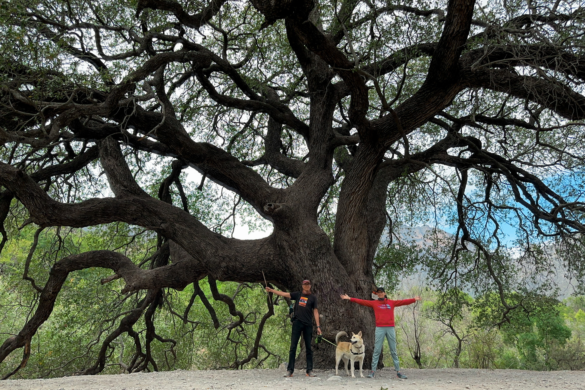 El Potrero Chico, El Arbol