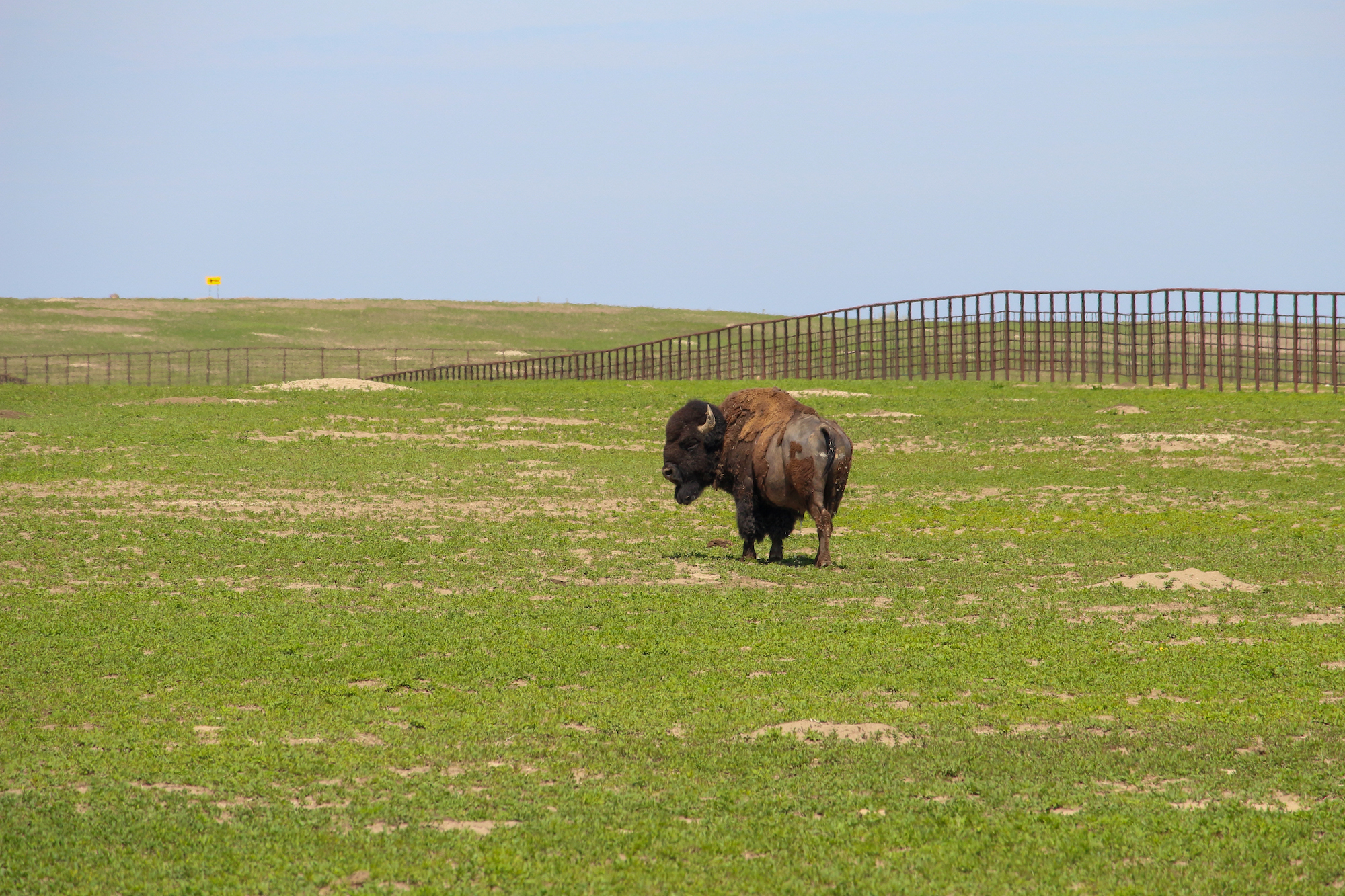 Badlands National Park, Bison