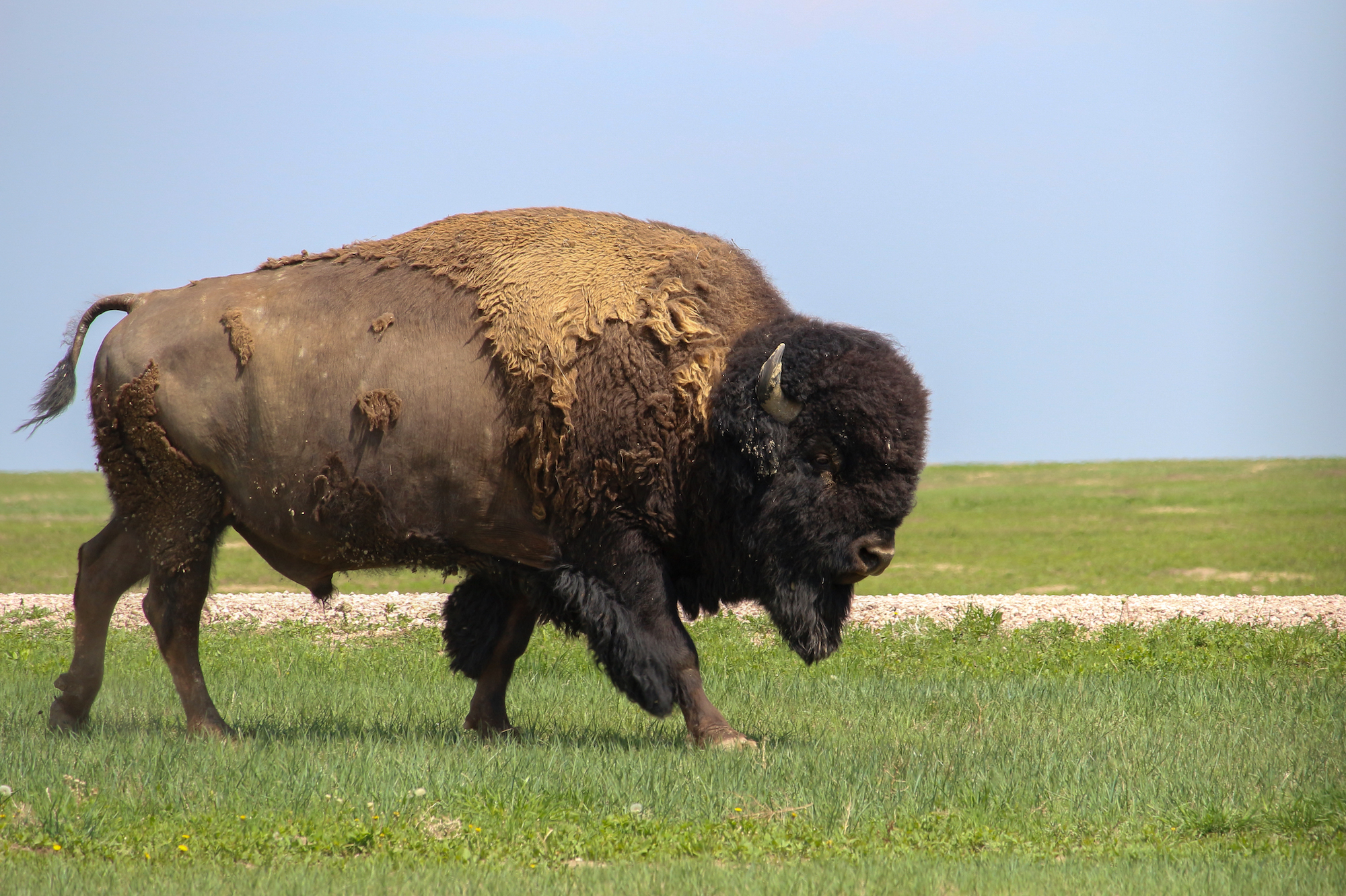 Badlands National Park, Bison