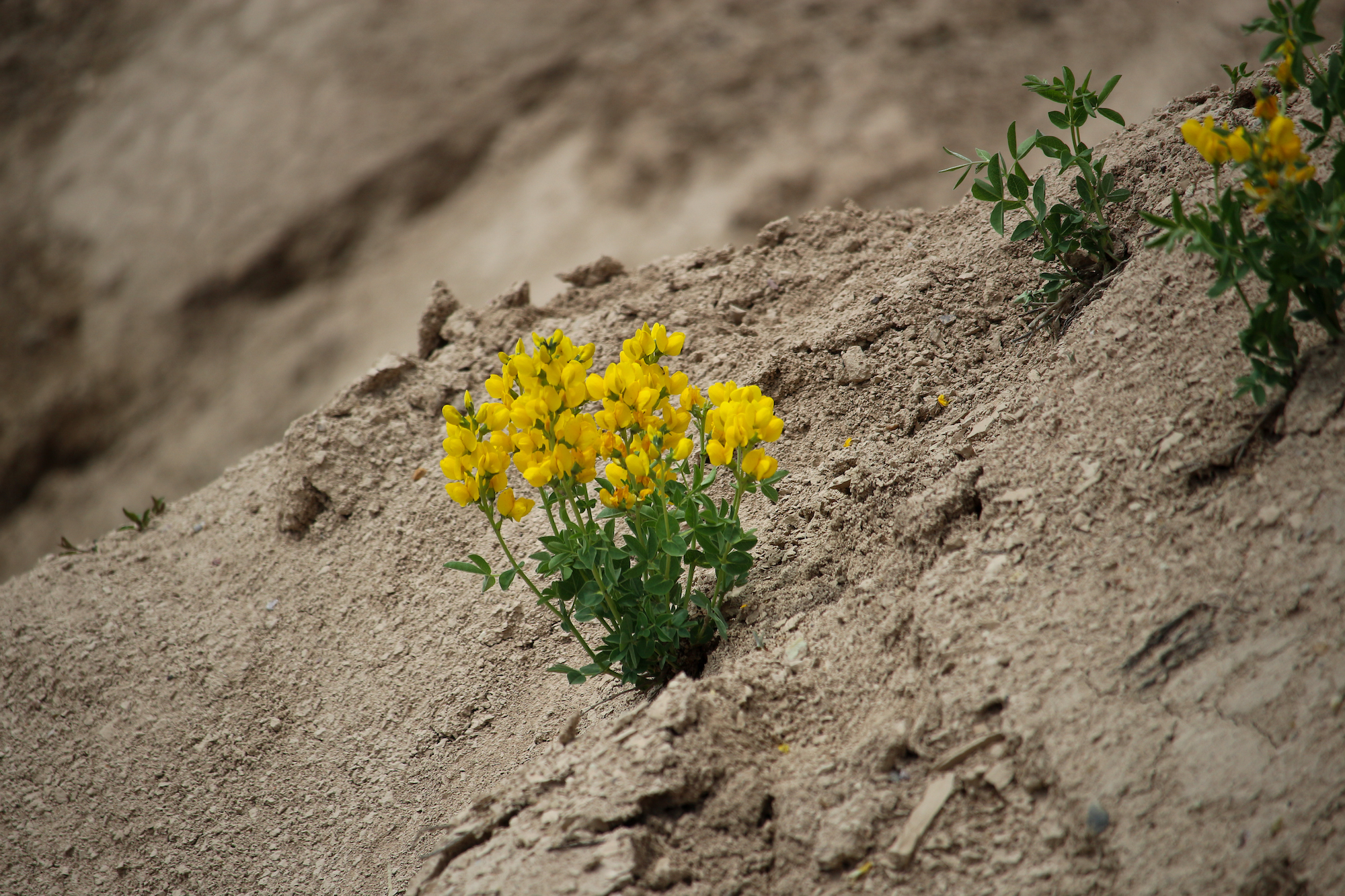 Badlands National Park, wildflowers