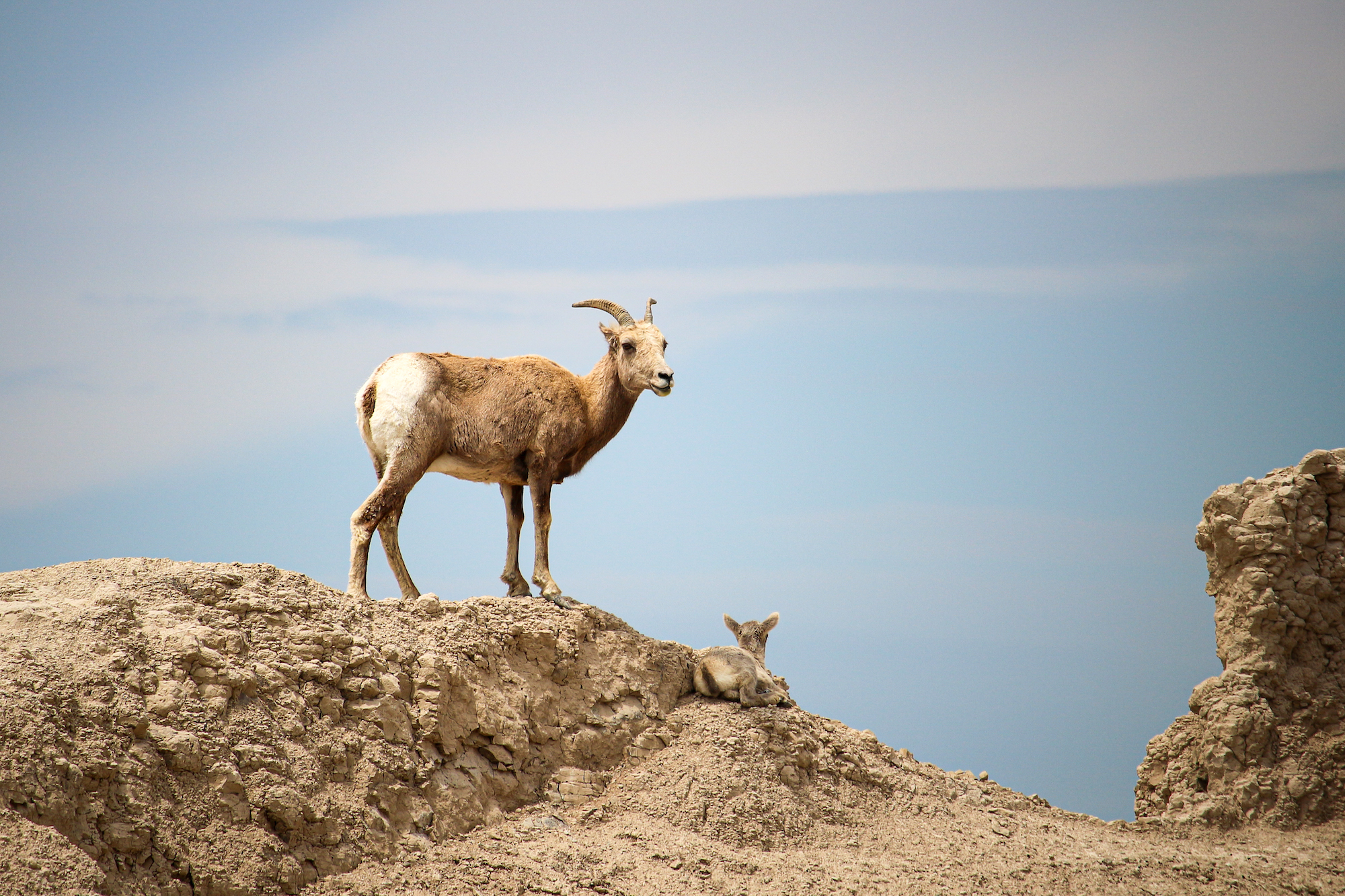 Badlands National Park, big horn sheep