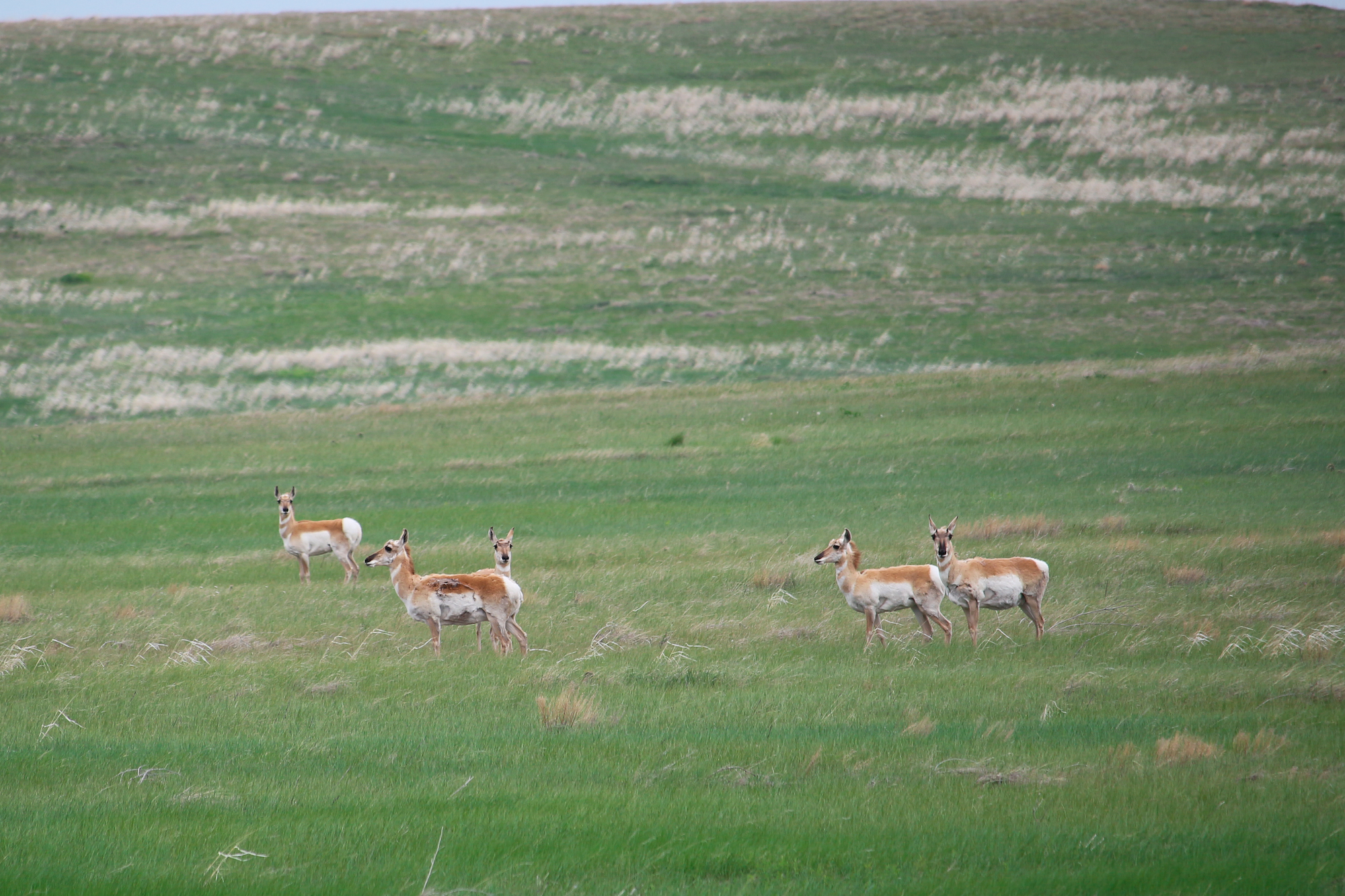 Badlands National Park, antelope