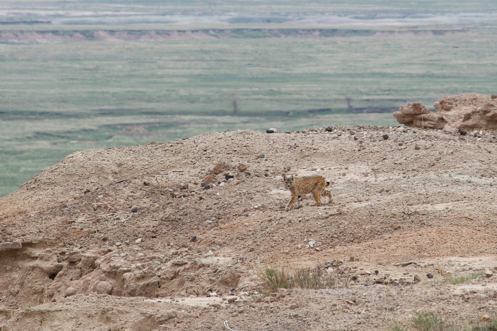 Badlands National Park, bobcat
