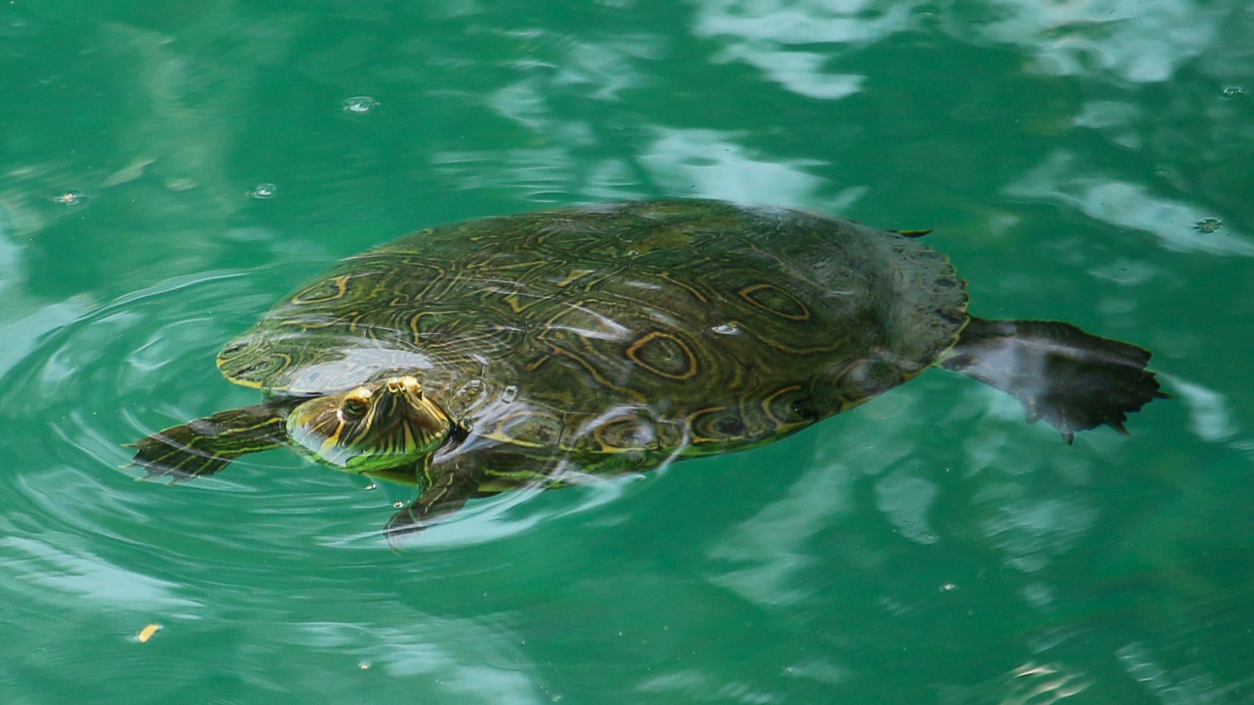Turtle swimming in La Huasteca Potosina