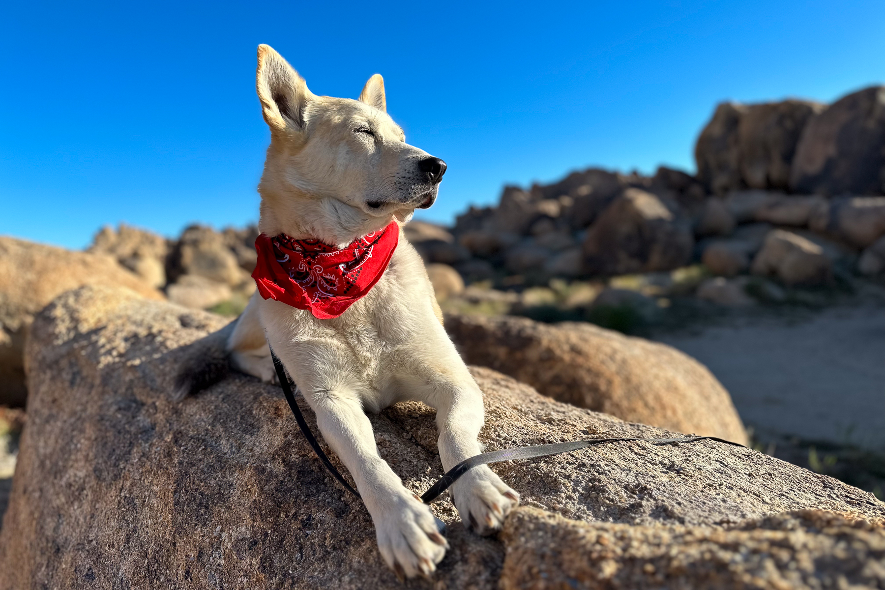 Dog enjoying the Alabama Hills